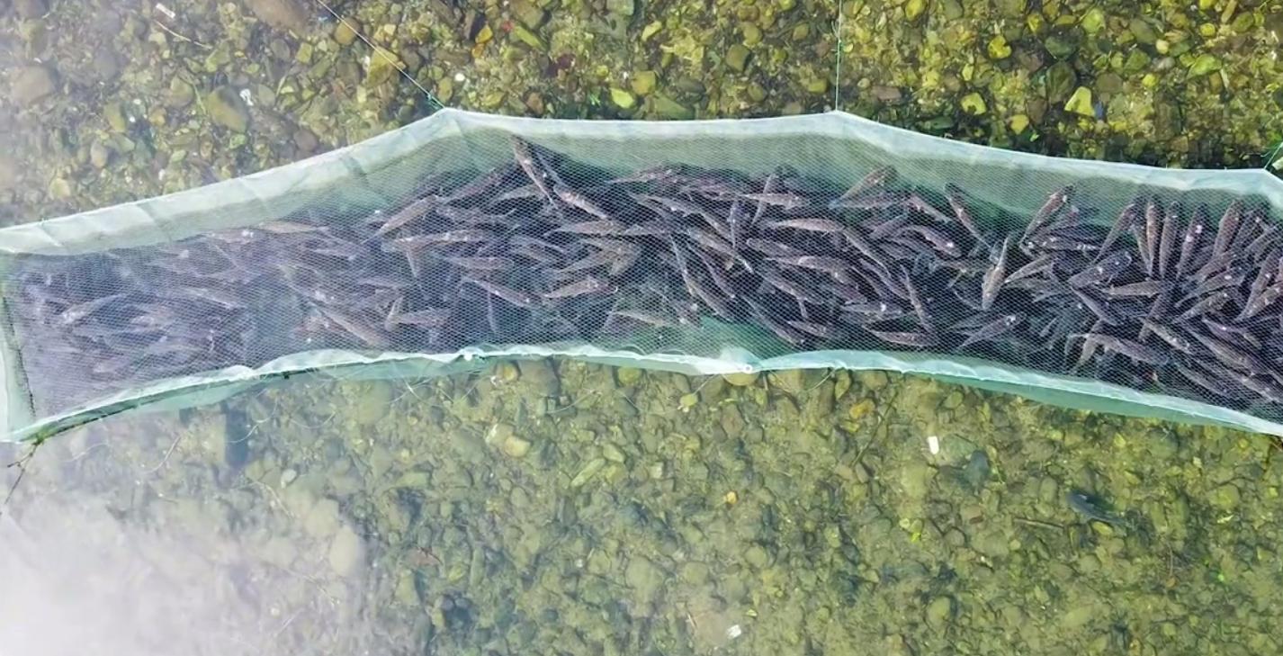 草鱼最新价格行情及其背后的故事