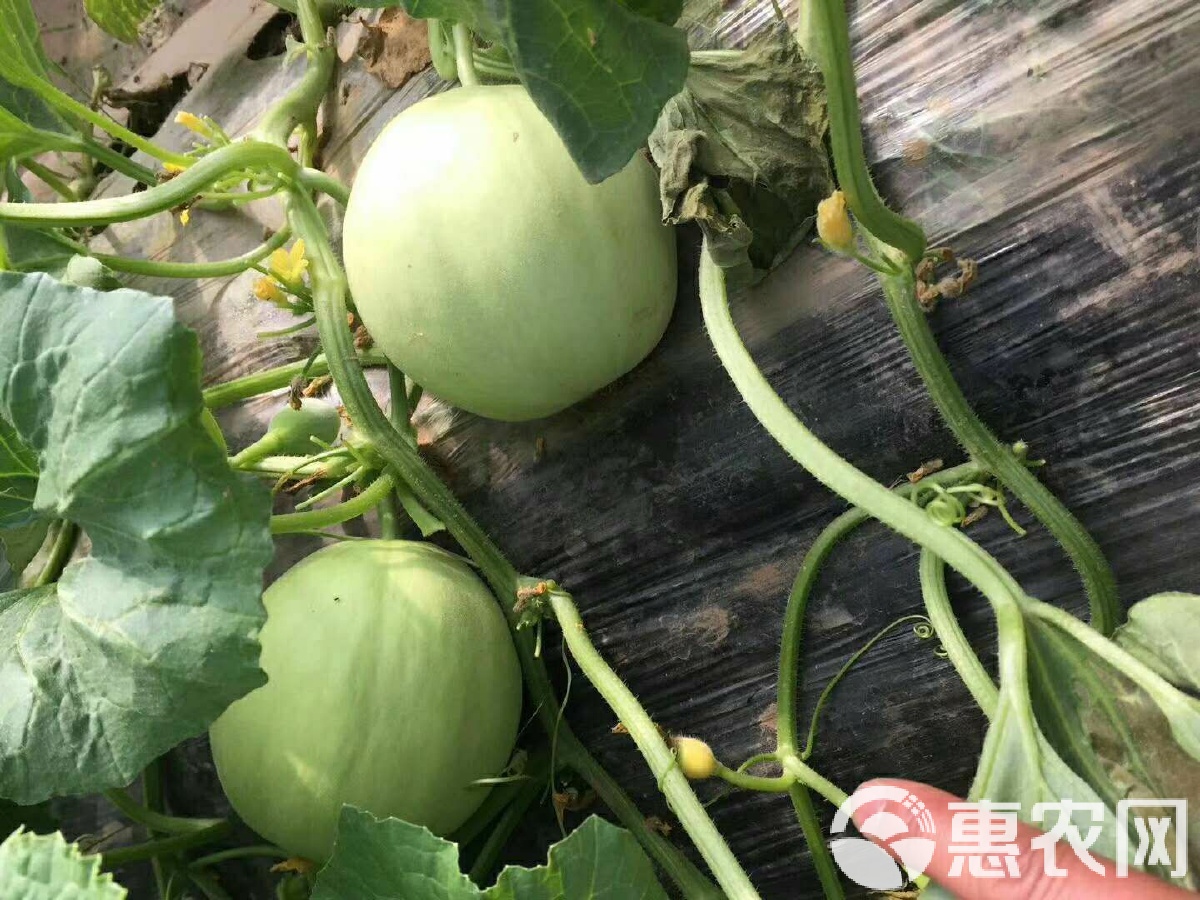 闫良甜瓜行情揭秘，夏日甜瓜情缘与夏日记忆